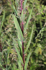 Vernonanthura serratuloides