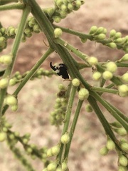 Enchophyllum quinquemaculatum