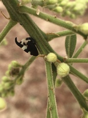 Enchophyllum quinquemaculatum
