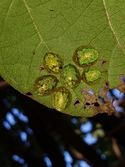 Eurypepla brevilineata