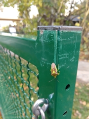 Acanthosoma haemorrhoidale