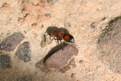 Pseudomethoca simillima