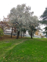 Salix