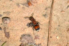 Pseudomethoca simillima