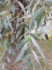 Salix
