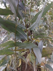 Salix