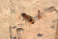 Pseudomethoca simillima