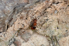 Pseudomethoca simillima