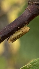 Populicerus confusus