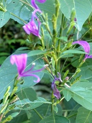 Hypoestes purpurea