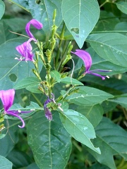 Hypoestes purpurea