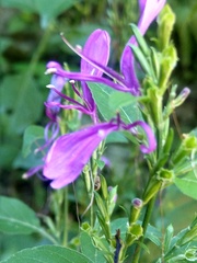 Hypoestes purpurea
