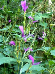 Hypoestes purpurea