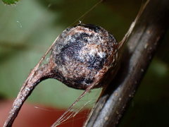 Mastophora phrynosoma