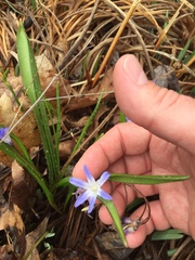 Scilla forbesii