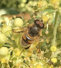 Eristalis tenax