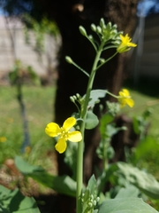 Brassica oleracea acephala