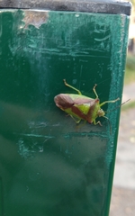 Acanthosoma haemorrhoidale