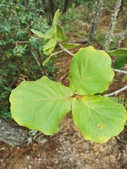 Quercus jonesii