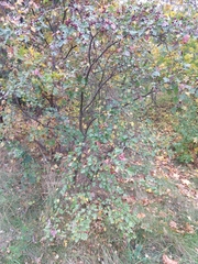 Crataegus