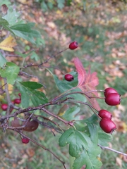 Crataegus