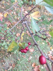 Crataegus