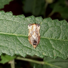Argyrotaenia sphaleropa