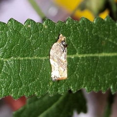 Argyrotaenia sphaleropa