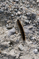 Eriogaster arbusculae