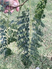 Albizia julibrissin julibrissin