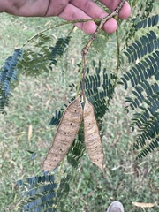 Albizia julibrissin julibrissin