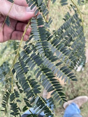 Albizia julibrissin julibrissin