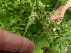 Dicliptera brachiata