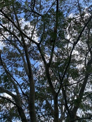 Albizia julibrissin julibrissin