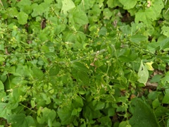 Dicliptera brachiata