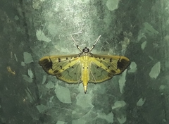 Eulepte alialis