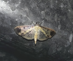 Eulepte alialis