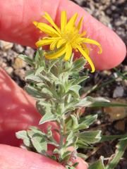 Heterotheca angustifolia