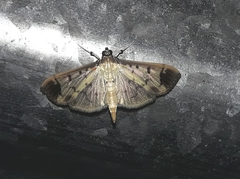 Eulepte alialis