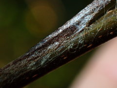 Mastophora phrynosoma
