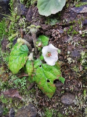 Phinaea multiflora