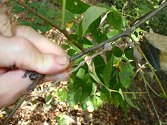 Mastophora phrynosoma