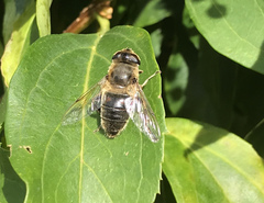 Eristalis tenax