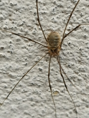 Opilio canestrinii