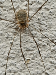 Opilio canestrinii