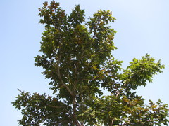 Stereospermum chelonoides