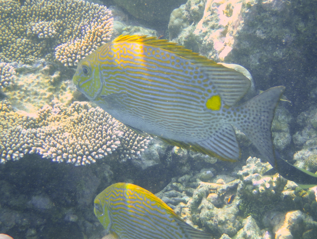 Bronze-Lined Rabbitfish