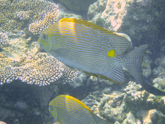 Bronze-Lined Rabbitfish photo 1