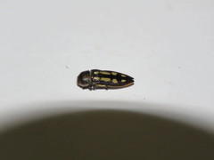 Castiarina crocicolor