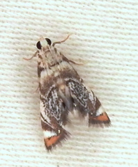 Eoparargyractis irroratalis